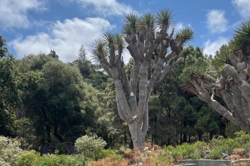 Segunda ruta vecinal para conocer los árboles de Jinámar