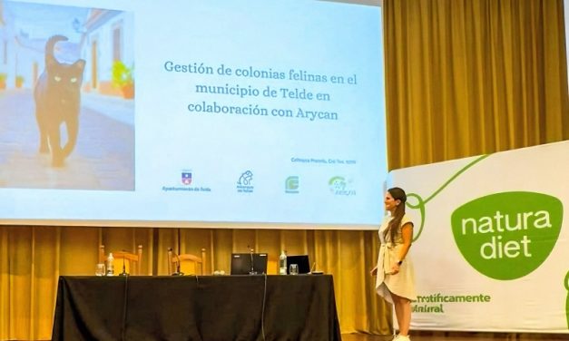 Telde entre los municipios de Canarias que supera el millar de gatos identificados y esterilizados