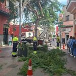 Parques y Jardines de Telde  ultima los trabajos de poda en la Avenida de la Constitución de la ZCA de San Gregorio