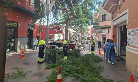 Parques y Jardines de Telde  ultima los trabajos de poda en la Avenida de la Constitución de la ZCA de San Gregorio