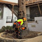 Parques y Jardines de Telde actúa de urgencia ante el peligro de dos palmeras en espacios públicos