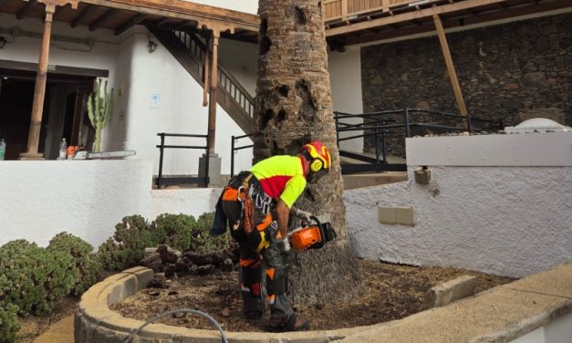 Parques y Jardines de Telde actúa de urgencia ante el peligro de dos palmeras en espacios públicos