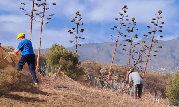 Telde continúa desarrollando  el proyecto ‘Zonas Rurales Deprimidas 2025’ 