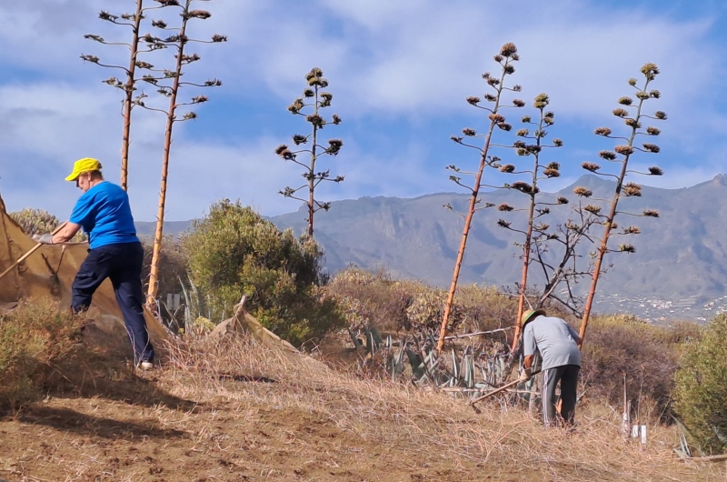 Telde continúa desarrollando  el proyecto ‘Zonas Rurales Deprimidas 2025’ 