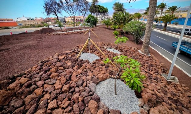La concejalía de Parques y Jardines de Telde inicia la recuperación de las zonas ajardinadas de la Avenida del Cabildo