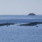 Un informe de Pesca señala que las jaulas de Telde están limpias