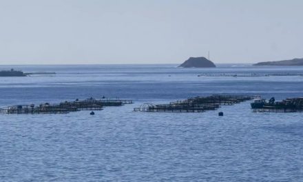 La empresa de las piscifatorías denuncia al Ayuntamiento de Telde por volar un dron sobre las jaulas sin permiso