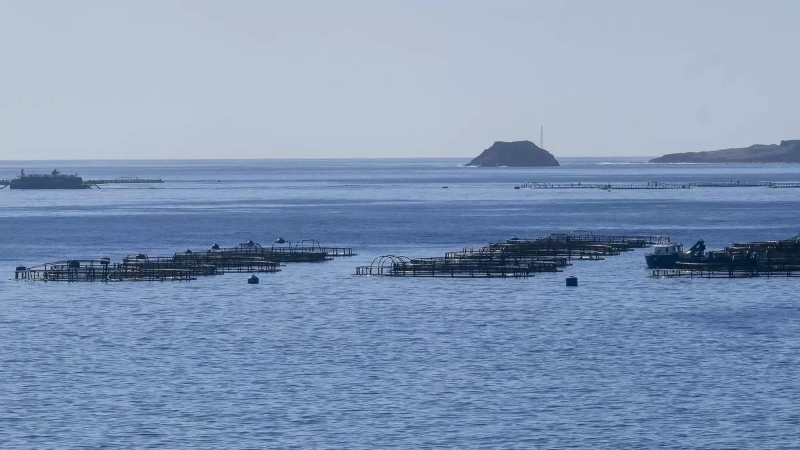La empresa de las piscifatorías denuncia al Ayuntamiento de Telde por volar un dron sobre las jaulas sin permiso