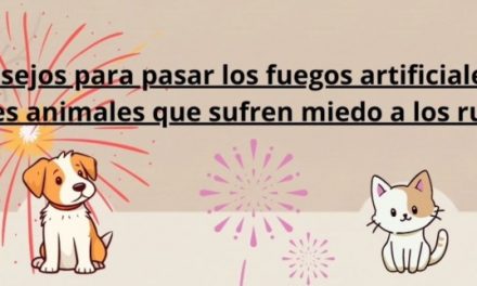 La Concejalía de Protección Animal de Telde ofrece consejos para que las mascotas no sufran con los fuegos artificiales y la pirotecnia