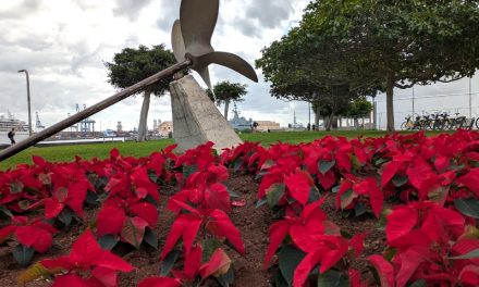 Las Palmas de Gran Canaria se viste de Navidad con 25.000 flores de pascua