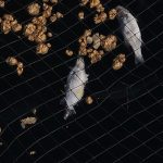 Telde denuncia nuevas evidencias de peces muertos en las jaulas marinas de su litoral pese a las afirmaciones contrarias del PLATECA