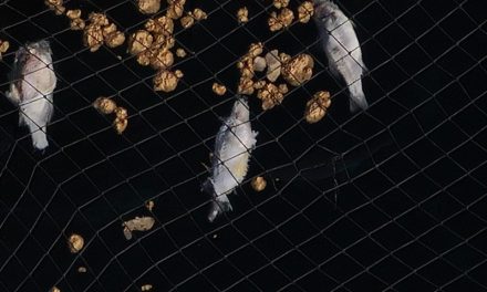 Telde denuncia nuevas evidencias de peces muertos en las jaulas marinas de su litoral pese a las afirmaciones contrarias del PLATECA