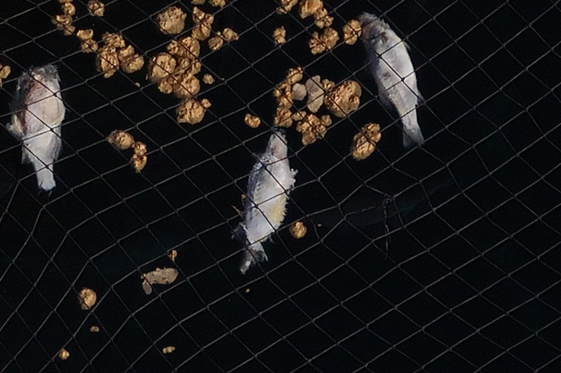 Telde denuncia nuevas evidencias de peces muertos en las jaulas marinas de su litoral pese a las afirmaciones contrarias del PLATECA