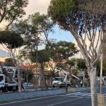 Parques y Jardines de Telde culmina las labores de poda en San Gregorio y rambla central de Arnao