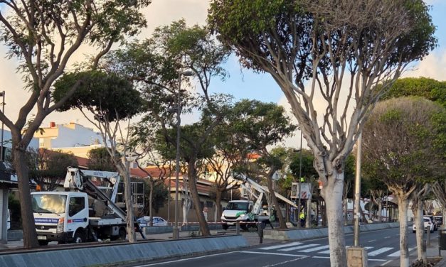 Parques y Jardines de Telde culmina las labores de poda en San Gregorio y rambla central de Arnao