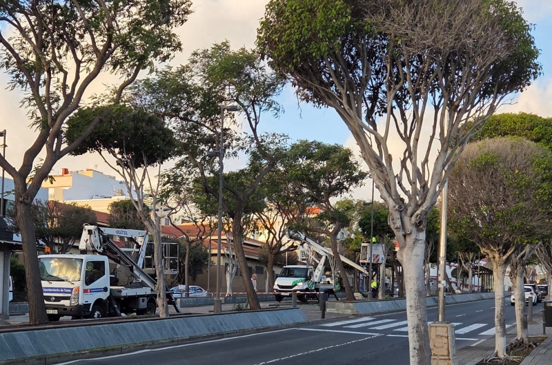 Parques y Jardines de Telde culmina las labores de poda en San Gregorio y rambla central de Arnao