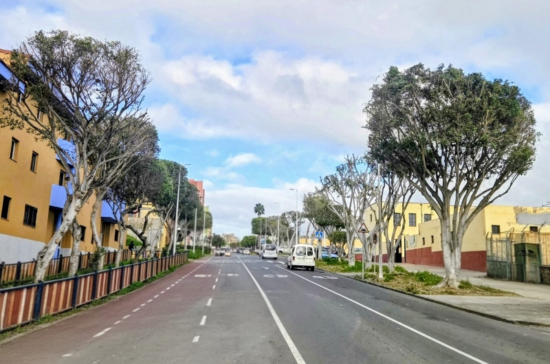 El área de Parques y Jardines de Telde intensifica las labores de mantenimiento y poda en la calle Manuel Alemán Álamo y Eucaliptos I