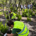La Laguna inicia la plantación de 50 dragos dentro de las labores de recuperación ambiental