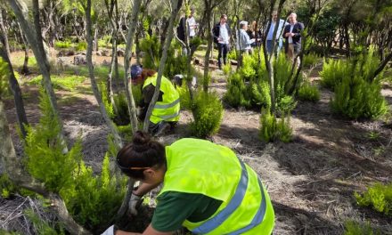 La Laguna inicia la plantación de 50 dragos dentro de las labores de recuperación ambiental