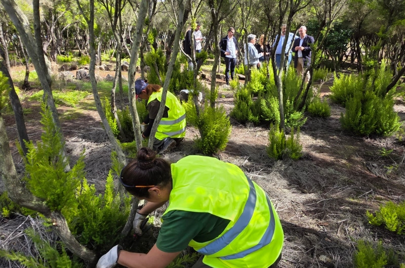 La Laguna inicia la plantación de 50 dragos dentro de las labores de recuperación ambiental