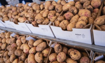 Valsequillo celebrará el próximo domingo  la Feria de la Papa y el Millo