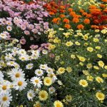 La Aldea de San Nicolás mejora sus espacios públicos con la plantación de flor de temporada