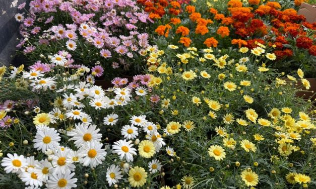La Aldea de San Nicolás mejora sus espacios públicos con la plantación de flor de temporada