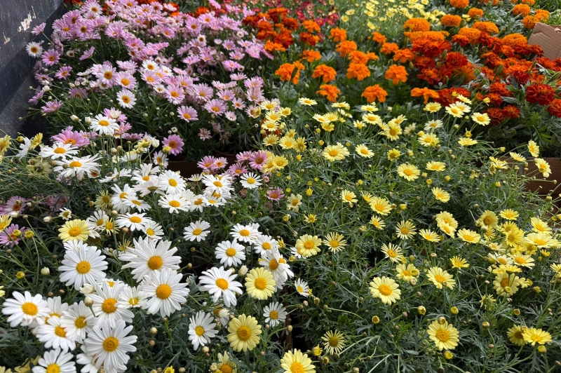 La Aldea de San Nicolás mejora sus espacios públicos con la plantación de flor de temporada