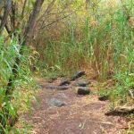 Turcón solicita al Área de Medio Ambiente del Cabildo de Gran Canaria el arreglo  del camino del Barranco de Los Cernícalos