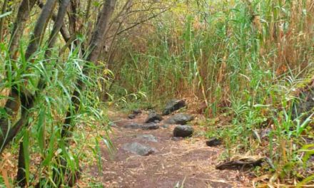 Turcón solicita al Área de Medio Ambiente del Cabildo de Gran Canaria el arreglo  del camino del Barranco de Los Cernícalos