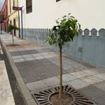 La concejalía de Parques y Jardines recupera los históricos naranjos del casco de San Juan 