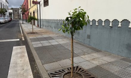 La concejalía de Parques y Jardines recupera los históricos naranjos del casco de San Juan 