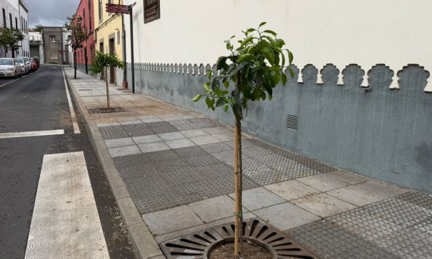 La concejalía de Parques y Jardines recupera los históricos naranjos del casco de San Juan 