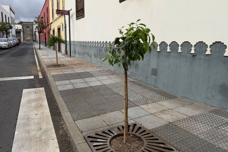 La concejalía de Parques y Jardines recupera los históricos naranjos del casco de San Juan 