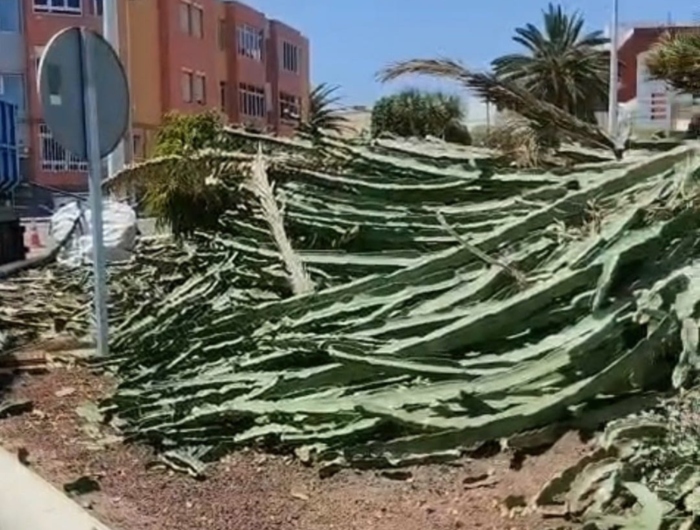 La rotonda teldense de El Roque se ha talado «por razones de seguridad vial»