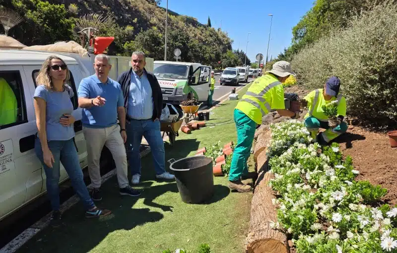La Laguna llena de color la plaza del Adelantado con la plantación de 500 zinnias
