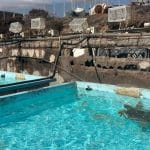 El Cabildo deja a su suerte las instalaciones de Taliarte destinadas a la recuperación de la fauna marina