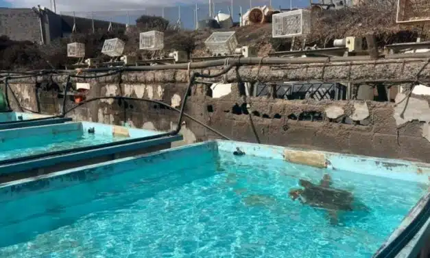 El Cabildo deja a su suerte las instalaciones de Taliarte destinadas a la recuperación de la fauna marina