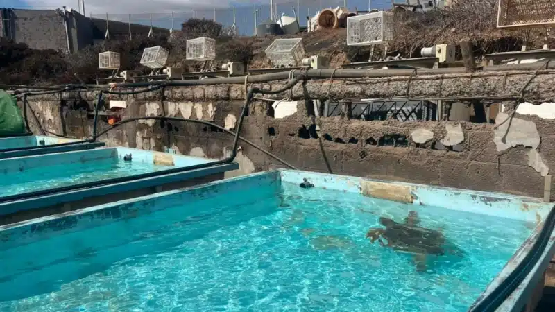 El Cabildo deja a su suerte las instalaciones de Taliarte destinadas a la recuperación de la fauna marina