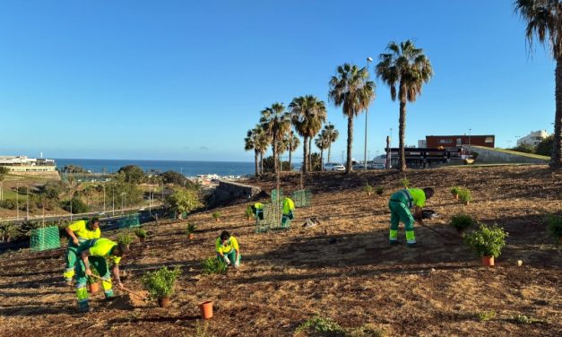 Diez empresas optan a la licitación para el mantenimiento de los espacios verdes de Las Palmas de Gran Canaria