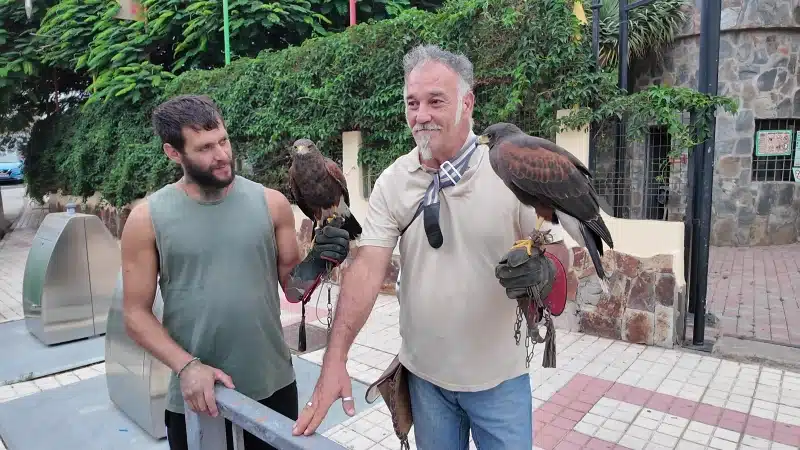 La cetrería se incorpora al control de palomas en la Villa de Ingenio