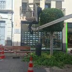 Parques y Jardines de Telde ultima las labores de poda en la Avenida de la Constitución (San Gregorio)