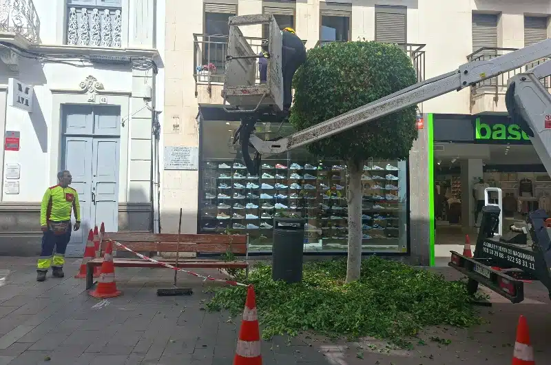 Parques y Jardines de Telde ultima las labores de poda en la Avenida de la Constitución (San Gregorio)